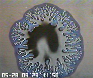 surfactant