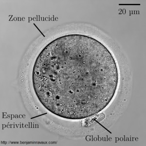 Zone Pellucide