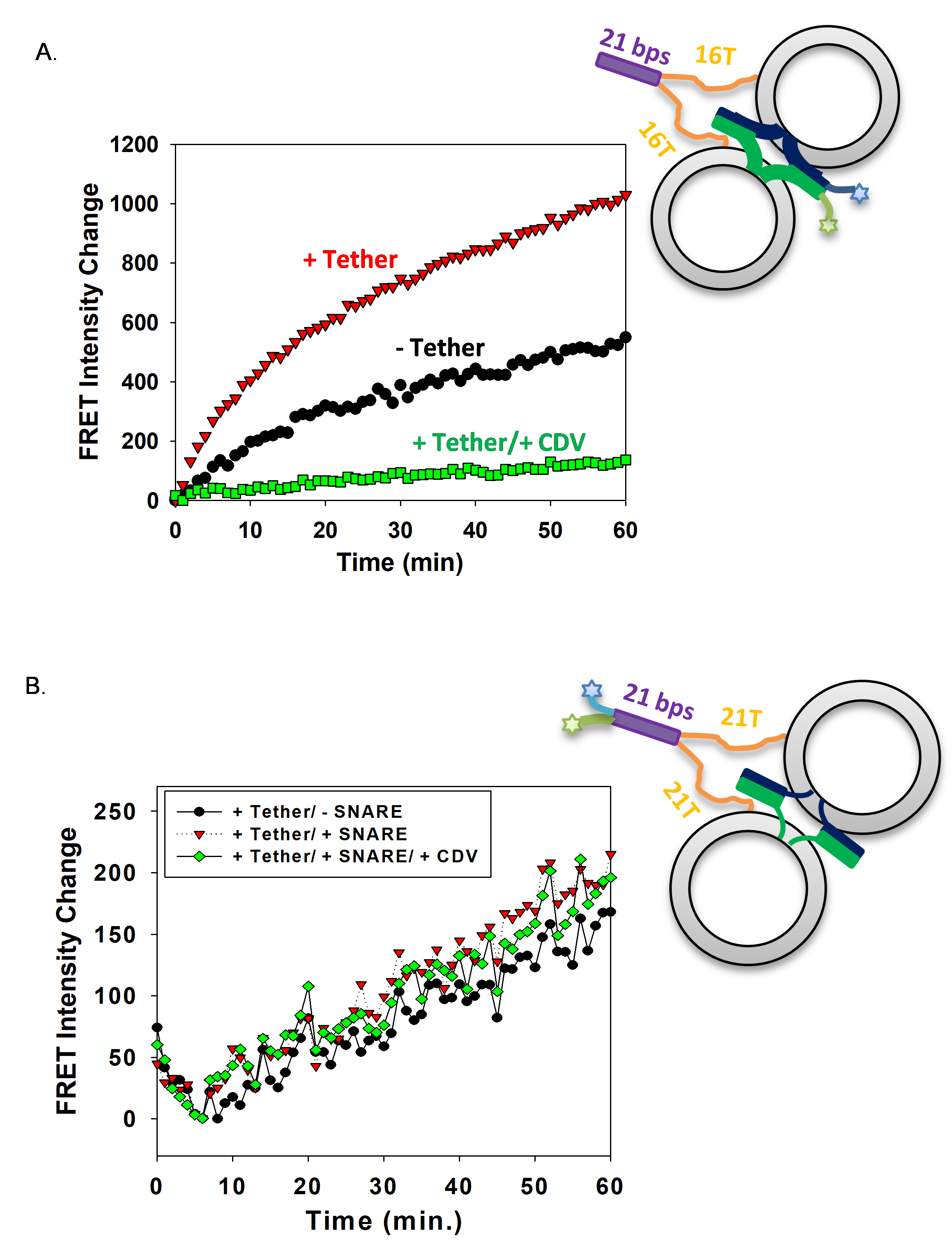 DNA lipid tethers