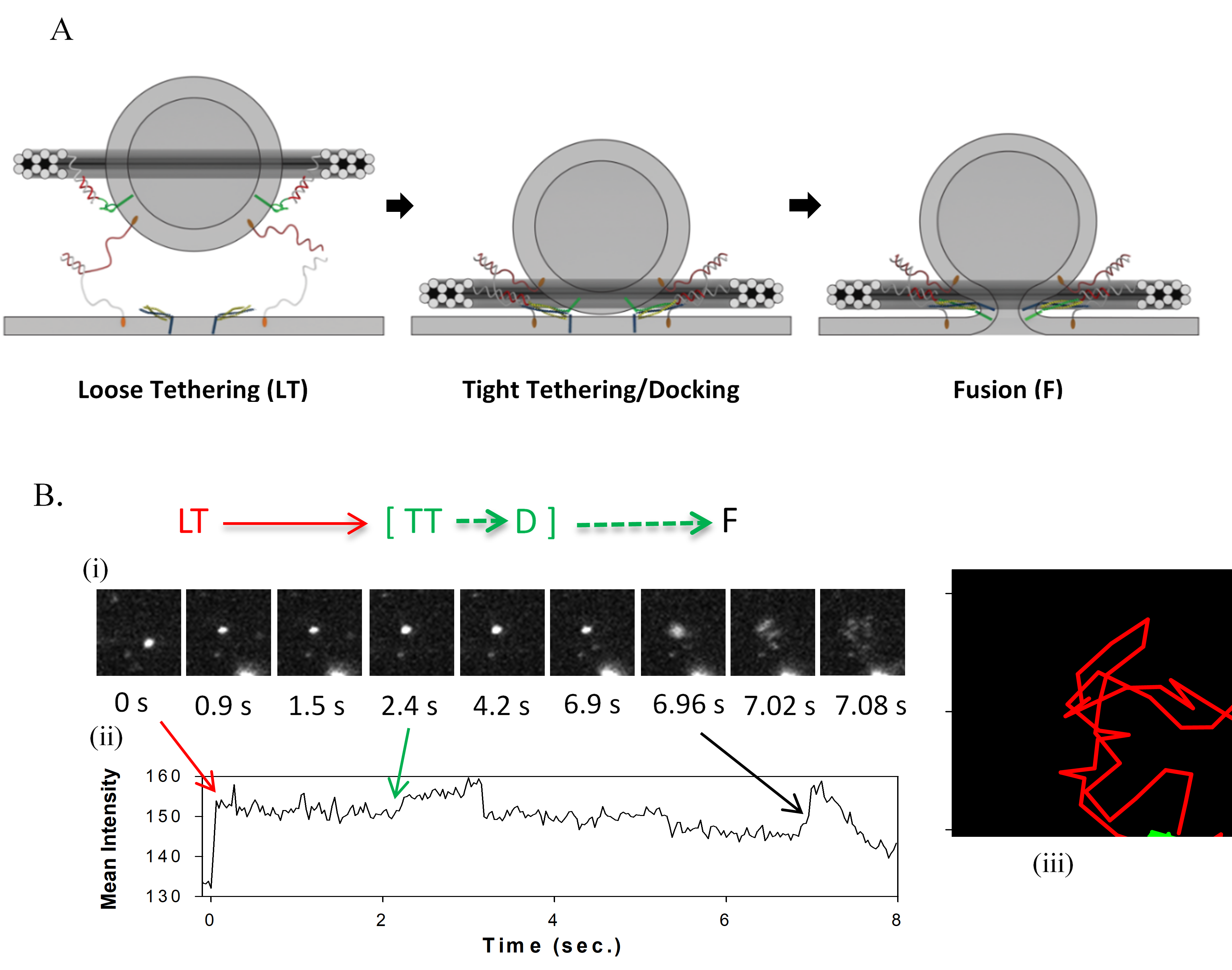 DNA origami and fusion