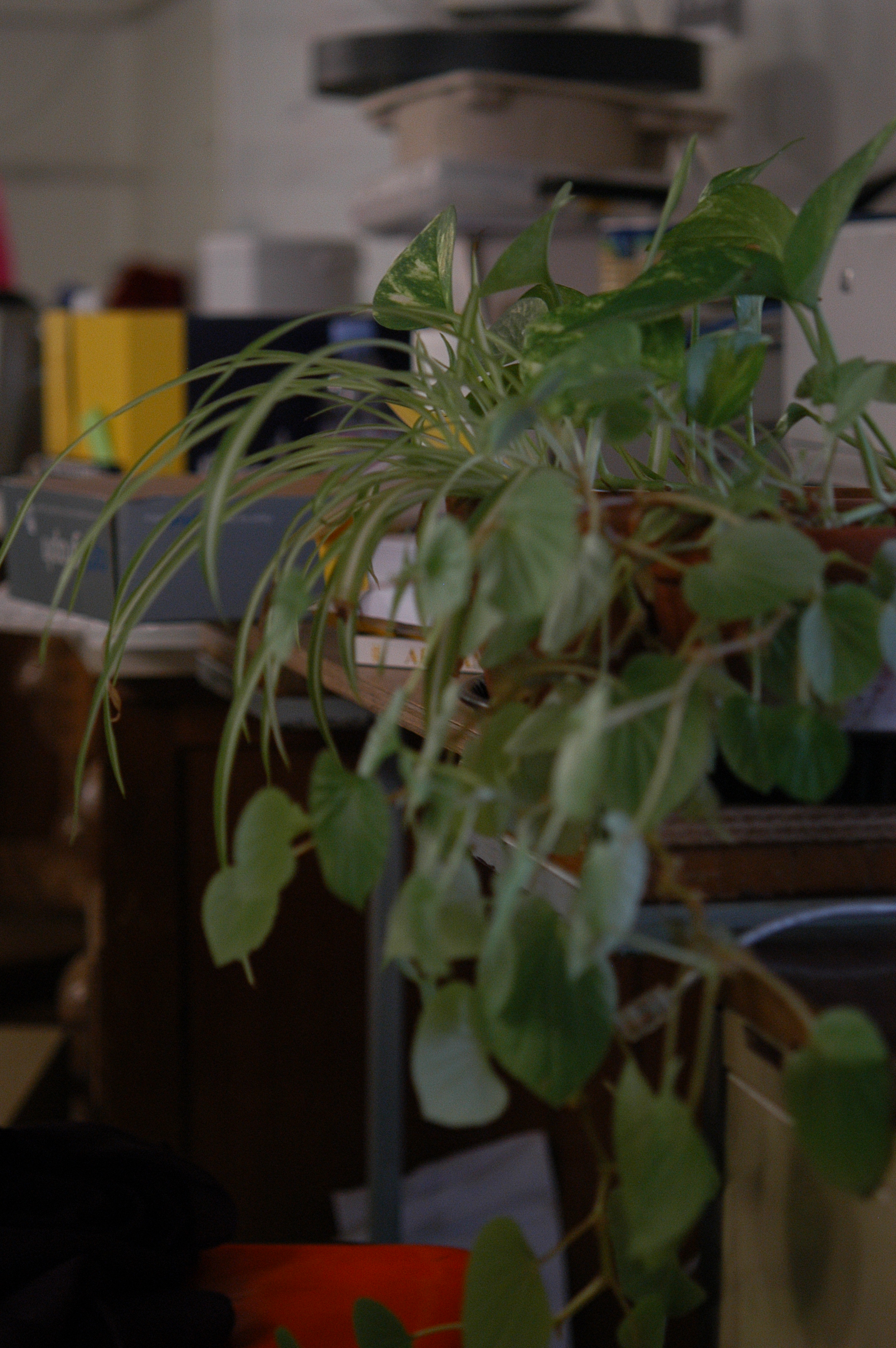 plantes